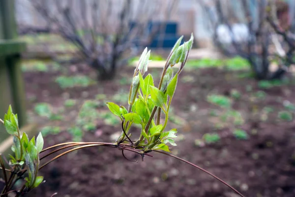 Young shoots of clematis in green garden. — Stock Photo, Image