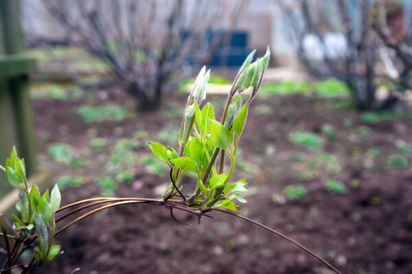 young shoots of clematis in green garden.