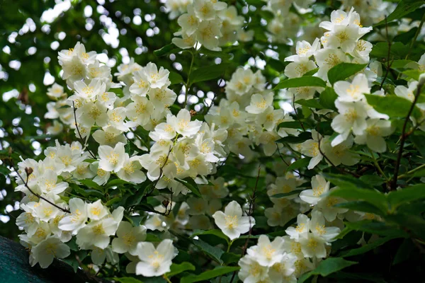 Close up blooming jasmine flower on bush in garden, selected focus. — Stock Photo, Image