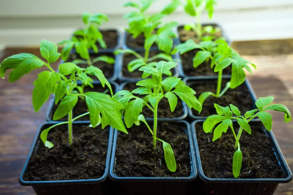 Tomatplantor i bricka för spira i växthus. selektivt fokus. Stockbild