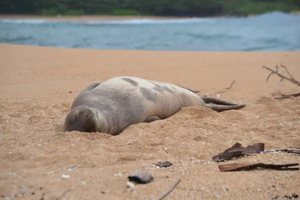 Monk Seal em Kauai Havaí — Fotografia de Stock