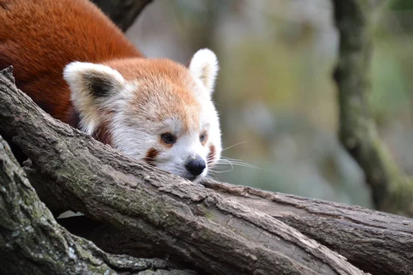 Red Fox — Stock Photo, Image