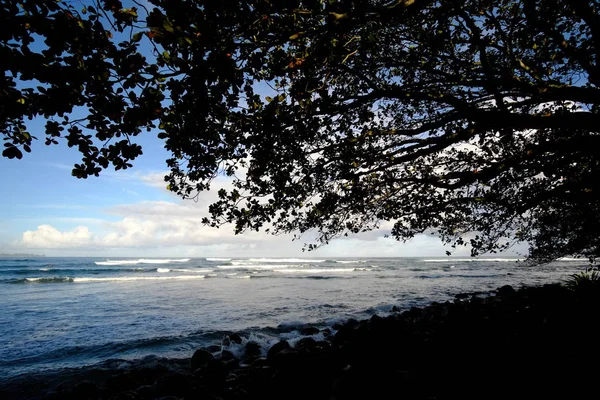 Hawaii Bir Ağacın Altında — Stok fotoğraf