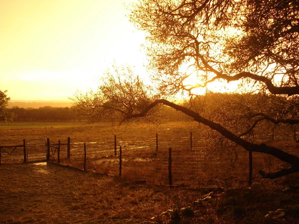 golden light of a texas farm after the rain