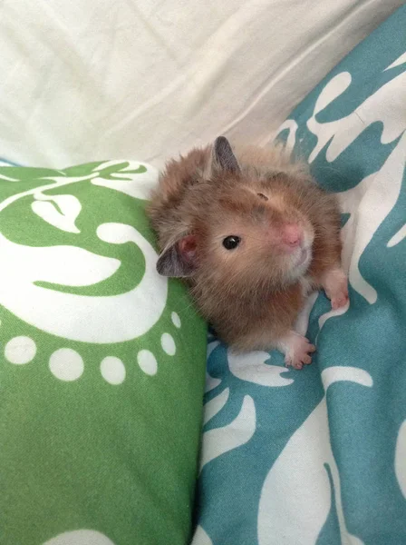 Hamster Guckt Von Einem Kissen — Stockfoto