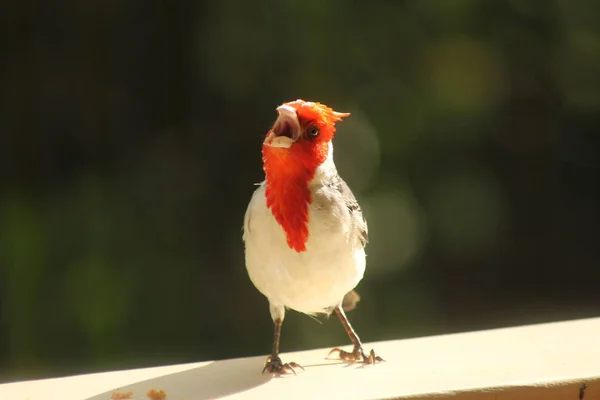 Petit Oiseau Tête Rouge Hawaï — Photo
