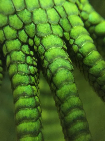 bir kertenkele terazisinin yakın çekim