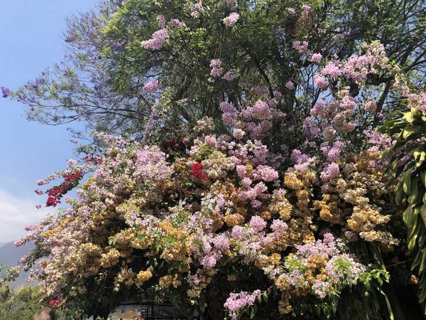Květiny v Guatemale — Stock fotografie