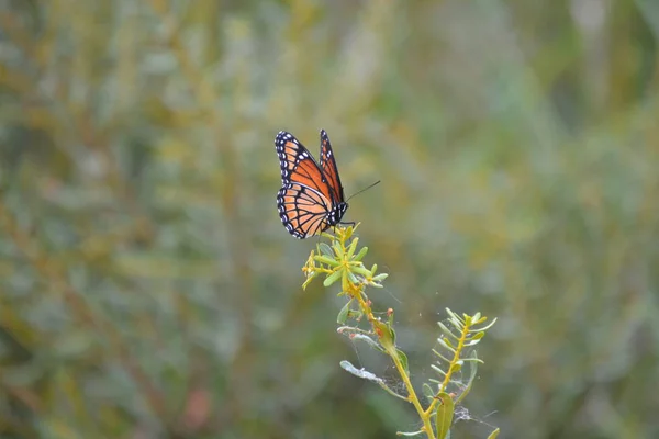 Farfalla monarca — Foto Stock