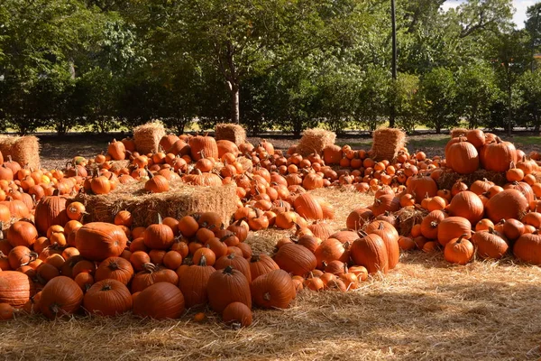 Zucche in autunno — Foto Stock