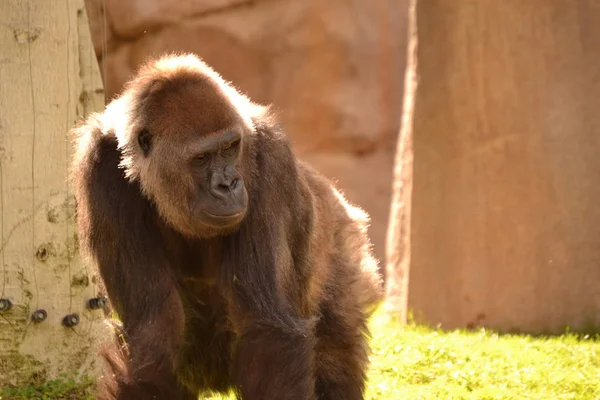 Gorilla at San Diego Hayvanat Bahçesi