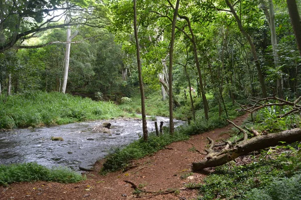 Caminhadas para Hidden Falls Kauai — Fotografia de Stock