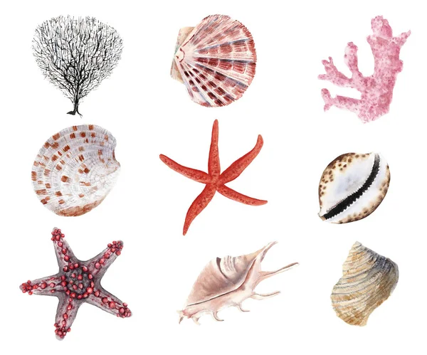 手绘美丽的彩色水彩集贝壳 海星和蛤在白色背景上孤立 — 图库照片#