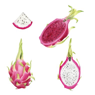 el beyaz arka plan üzerinde izole brigt renkli suluboya dragonfruit çizilmiş. pitaya, bütün meyve ve dilim. nesne grubu