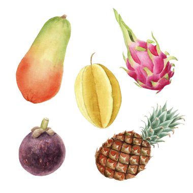 el beyaz arka plan üzerinde izole tropikal meyve brigt renkli suluboya seti çizilmiş. pitaya, papaya, mangosten, karambol, pineaple, bütün meyve