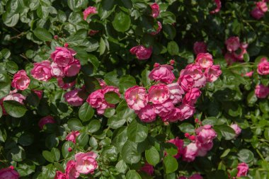 Soyut doğa çiçekler doku arka plan pembe gül ve yaprakları ile