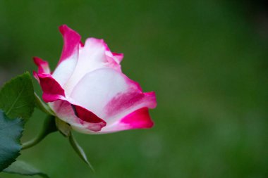 yeşil yaprakların bir arka plan karşı bir yaz bahçesinde pembe gül. kopyalama alanı