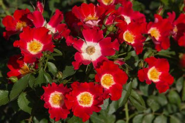 Kırmızı gül çiçek gül bahçesinde çiçek açan