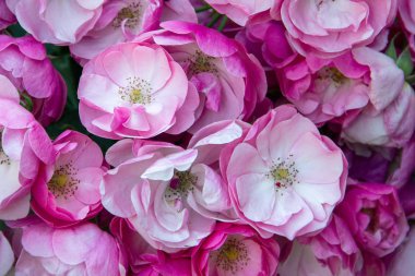 Gül gülleri ile soyut doğa çiçekler doku arka plan