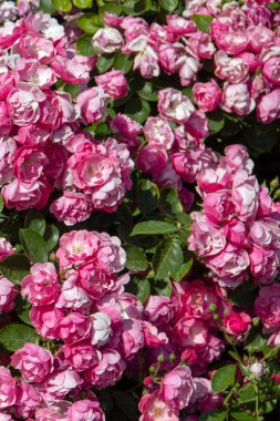 Soyut doğa çiçekler doku arka plan pembe gül ve yaprakları ile