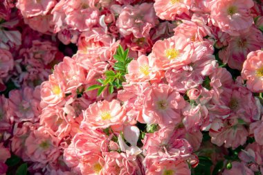 Soyut doğa çiçekler doku arka plan pembe gül ve yaprakları ile