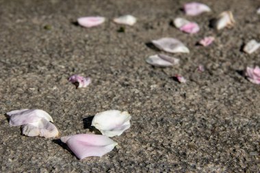 gri taş arka plan üzerinde gül pembe yaprakları. kopya alanı, çimento doku