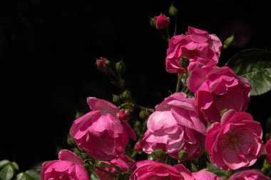 doğada siyah arka plan üzerinde güzel pembe gül demet