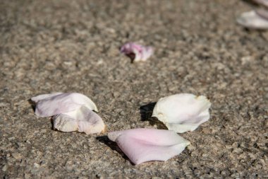 gri taş arka plan üzerinde gül pembe yaprakları. kopya alanı, çimento doku