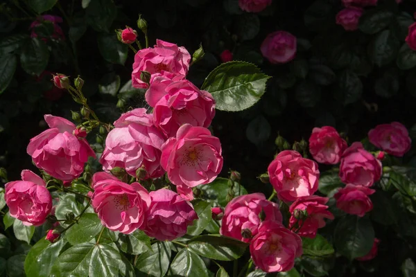 bunch of beautiful pink roses on black background in nature