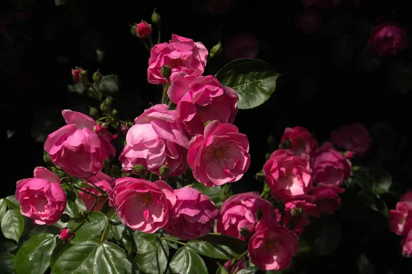 Mazzo Belle Rose Rosa Sfondo Nero Natura — Foto Stock