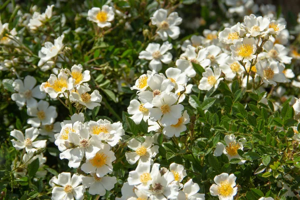 Abstrakte Natur Blumen Textur Hintergrund Mit Weißen Rosen Und Blättern — Stockfoto