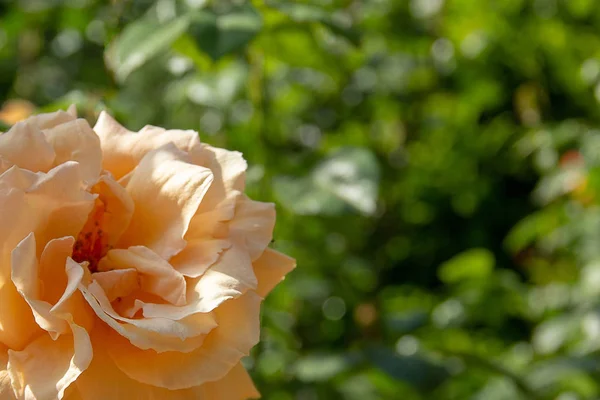 Big rose peach color in a summer garden against a background of green leaves. copy space