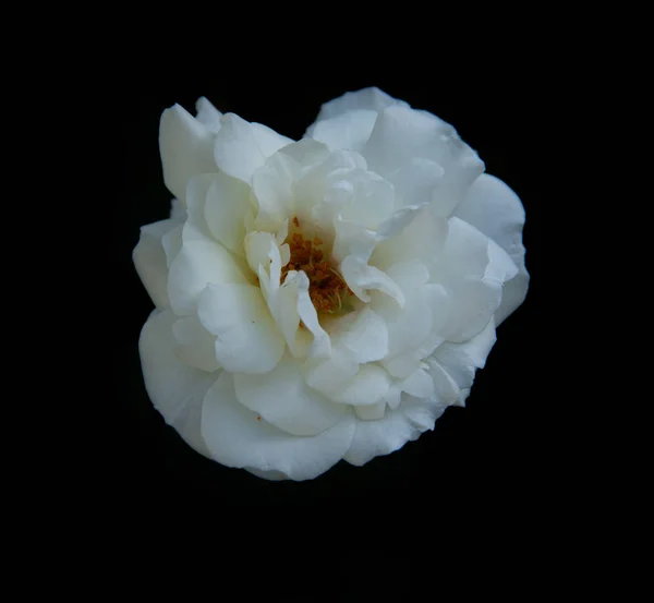 Trandafir Alb Frumos Izolat Fundal Negru — Fotografie, imagine de stoc
