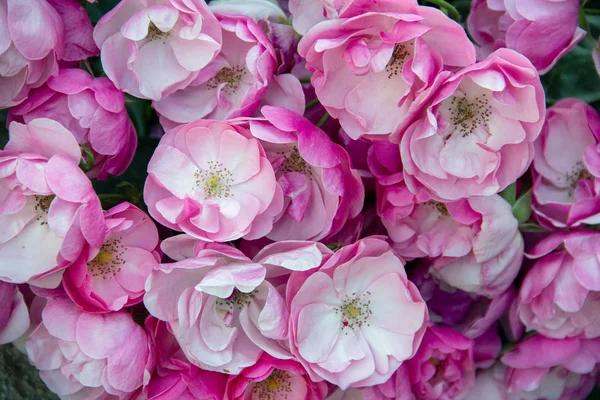 Abstraite Nature Fleurs Texture Fond Avec Roses Roses — Photo