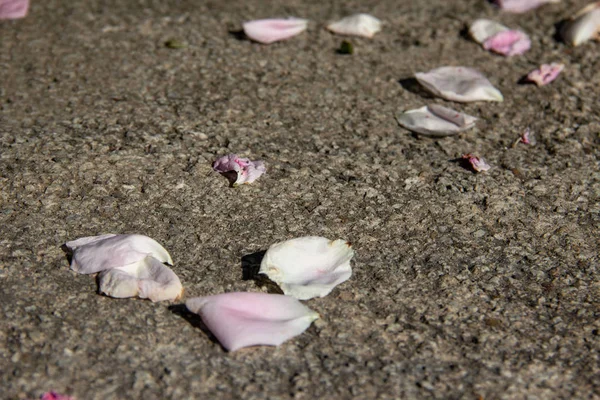 Pétalos Rosa Sobre Fondo Piedra Gris Espacio Copia Textura Cemento —  Fotos de Stock