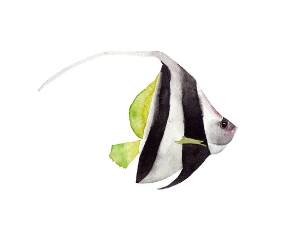흑백 밝은 열대 어류의 수채화 그림 — 스톡 사진