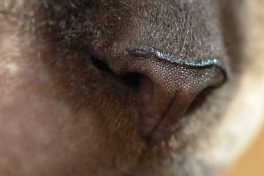 Sphynx kedi güzel dokulu kahverengi burun makro fotoğraf