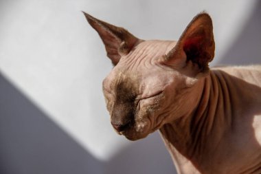güneş ışığı ile beyaz arka planda kapalı gözleri ile sevimli Sphynx kedi portre