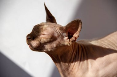 güneş ışığı ile beyaz arka planda sevimli Sphynx kedi portre. kapalı gözleri ile mutlu kedi yavrusu 