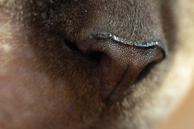 sevimli dokulu burun Sphynx kedi makro fotoğrafı