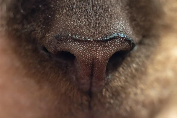macro photo of beautiful textured brown nose  of sphynx cat