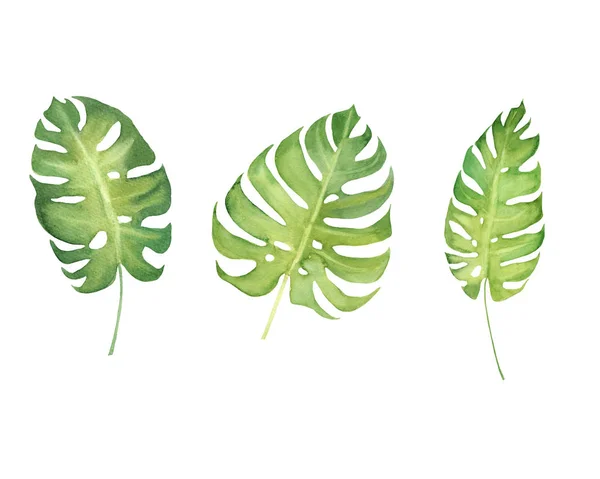 手绘水彩集热带植物怪兽叶孤立在白色背景 — 图库照片