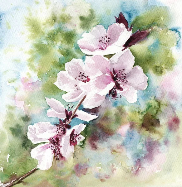 Illustrazione ad acquerello rosa fiore di ciliegio in primavera — Foto Stock