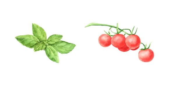 水彩套枝樱桃番茄蔬菜和绿色新鲜罗勒叶 — 图库照片