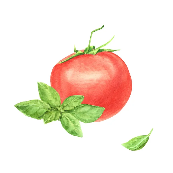 Acuarela tomate rojo vegetal y hoja de albahaca fresca verde — Foto de Stock