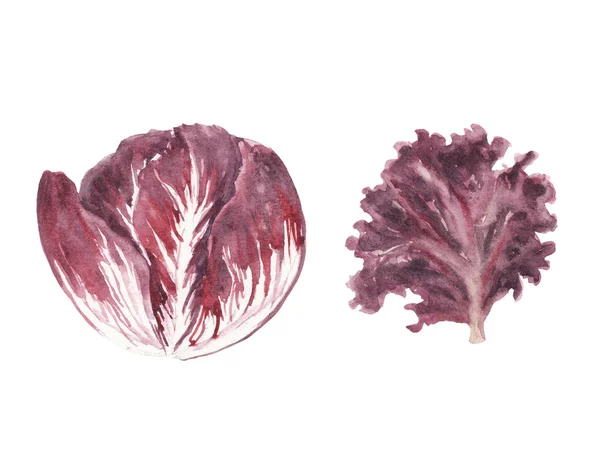 Акварельная иллюстрация набор свежей зелени - листья салата радиччо и лоло росса — стоковое фото