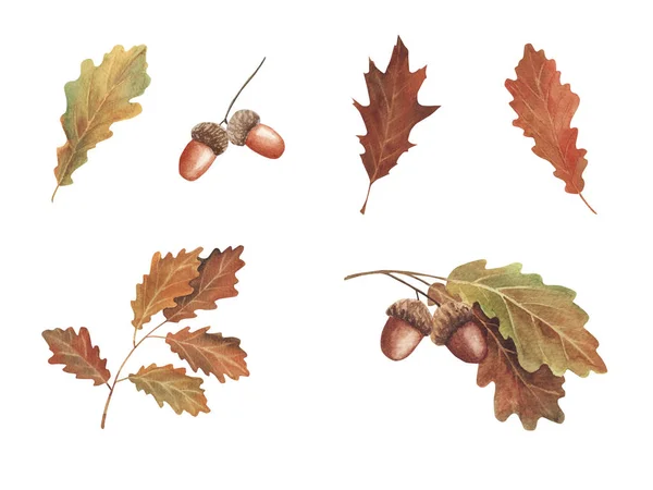 Иллюстрация акварелью. Установить красивые красные и желтые осенние листья и ягоды . — стоковое фото
