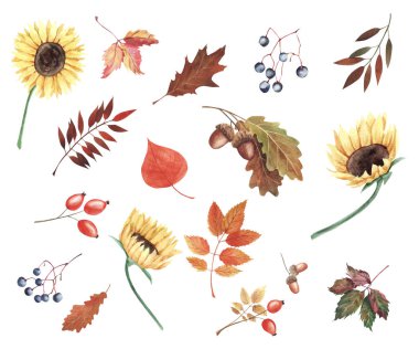 El boyaması suluboya illüstrasyon. Ayçiçeği, sonbahar yaprakları ve çilek ile ayarlayın