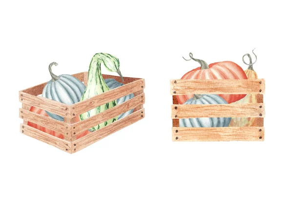 Hand drawn watercolor illustration. Set with ripe orange, yellow, green pumpkins in wooden box. Atumn harvest