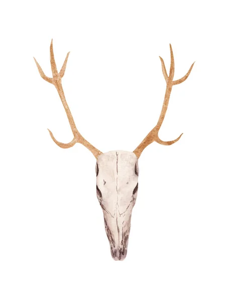 Hand drawn Watercolor deer skull with gold horns. Halloween boho style illustration. — Stock Photo, Image